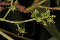 Parthenocissus semicordata